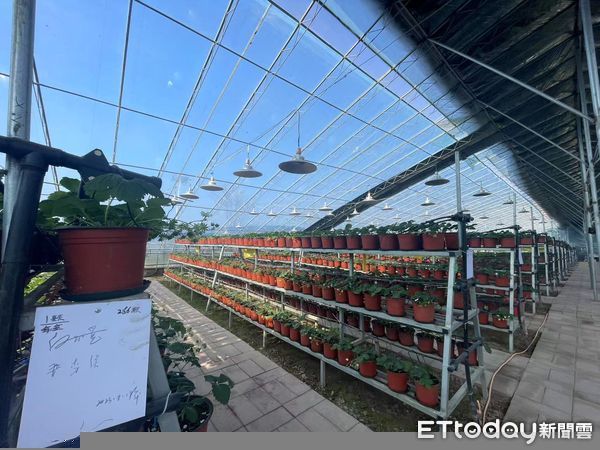 ▲▼ 山西專題、草莓、生態雞、台灣團隊技術指導            。（圖／記者任以芳攝）