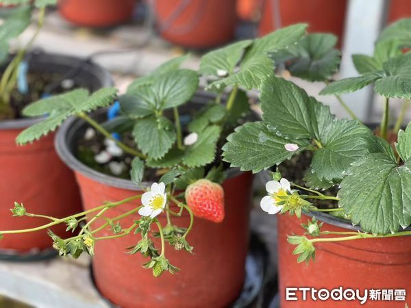 ▲▼ 山西專題、草莓、生態雞、台灣團隊技術指導            。（圖／記者任以芳攝）