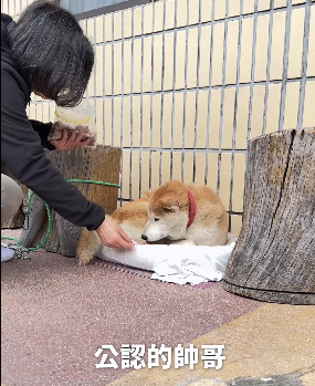 ▲▼前總統蔡英文帶愛犬走春。（圖／翻攝自Facebook／蔡英文）