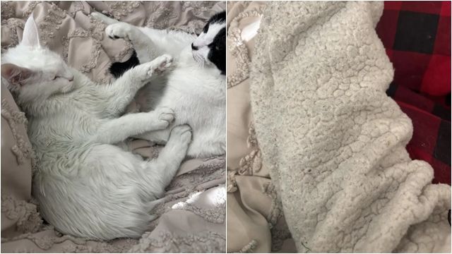 ▲▼家裡到處綠綠的「竟然真的被劈腿」　人妻一看老公手機崩潰。（圖／翻攝Reddit）