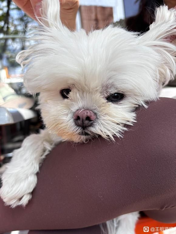 ▲▼王祖賢58歲了。（圖／翻攝自王祖賢吧）