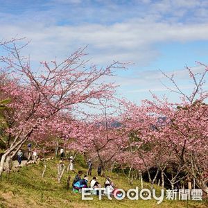 高雄桃源寶山里真有寶　櫻花季大爆發畫面曝