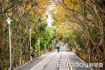 嘉義市新春景點　洋紅風鈴木＋金黃嘉油鐵馬道