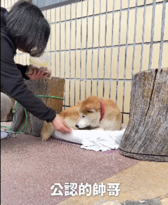 影／蔡英文攜愛犬陽明山走春！　靠「這一味」收服「公認的帥哥」