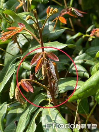 ▲▼  嘉南地區1月至3月進行荔枝椿象防治作業    。（圖／嘉義縣政府提供）