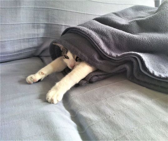 天冷蓋被的順序影響保暖效果。（取自PhotoAC）