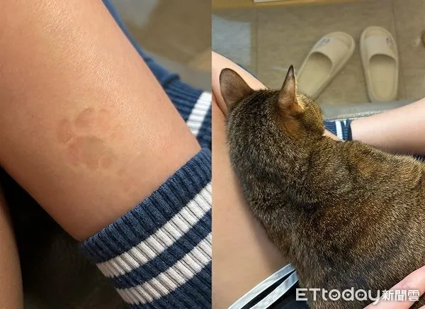 ▲12歲貓奶奶在奴才身上「蓋章認證」　網友笑稱：這是水腫吧。（圖／網友Dina提供，請勿隨意翻拍，以免侵權。）