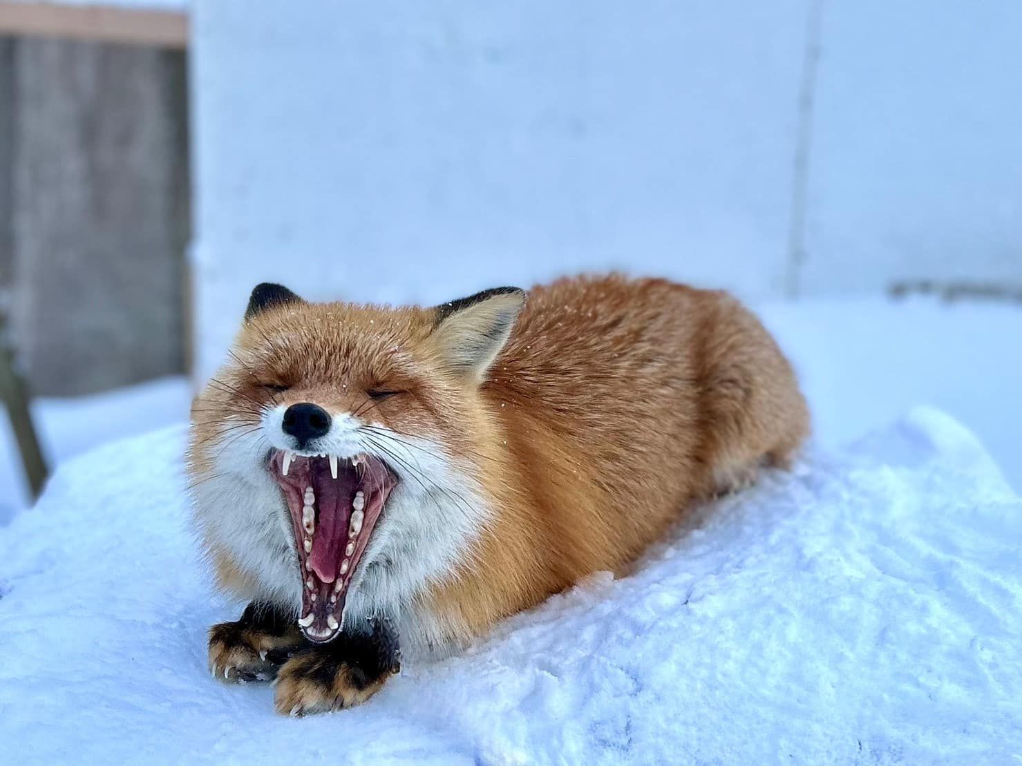 ▲▼日本最危險動物園！違法開設20年　虐待動物卻無法可管。（圖／ノースサファリサッポロ）