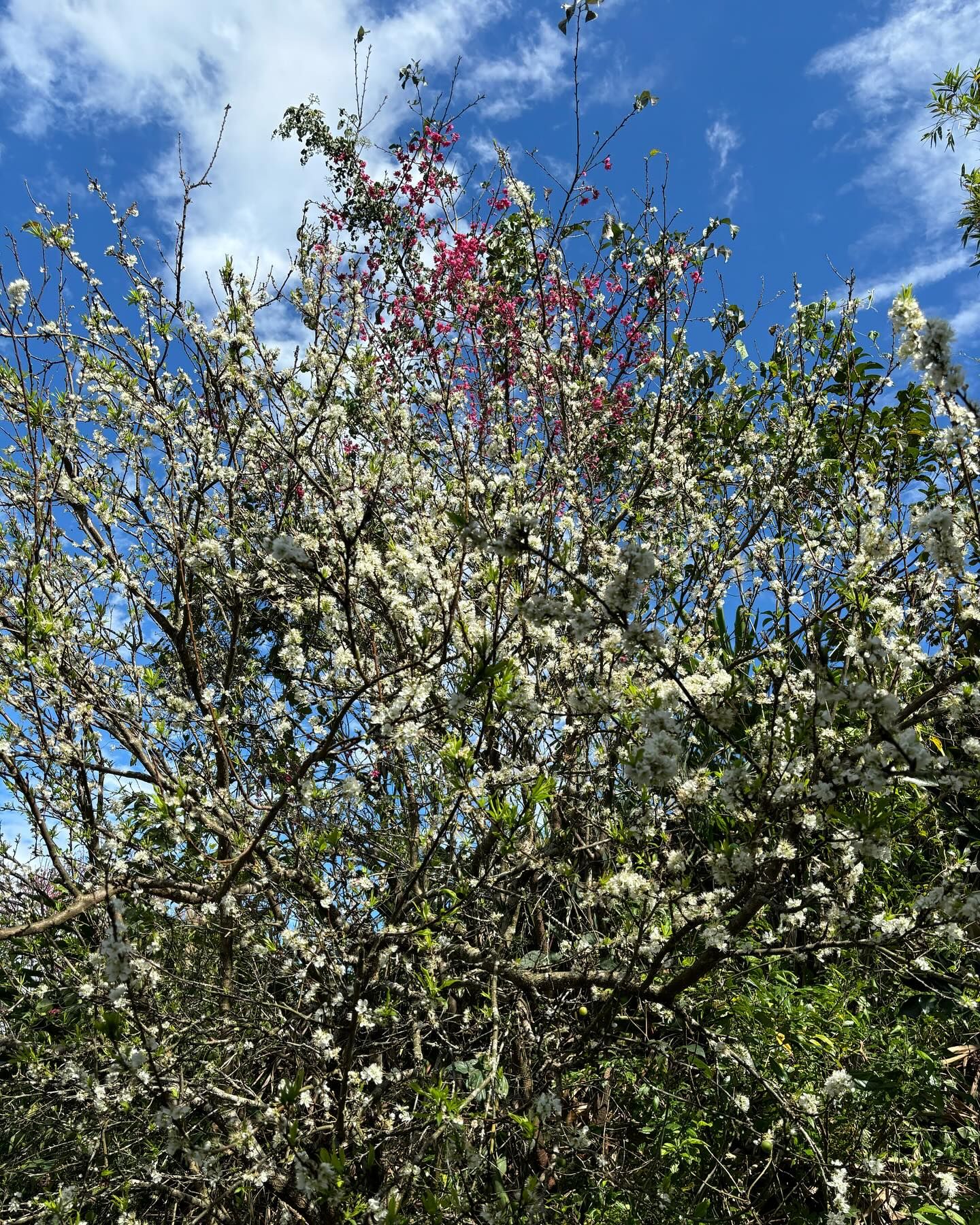 ▲新北休閒農場春節不打烊。（圖／新北市農業局提供）