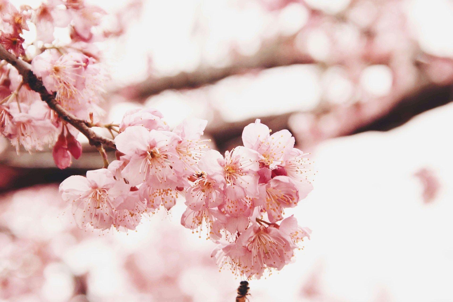 ▲櫻花      。（圖／免費圖庫unsplash）