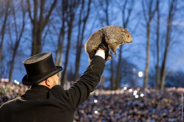 土撥鼠費爾（Phil）在美國賓夕法尼亞州的年度「土撥鼠日」慶典上，作出了關於冬季的預測。（翻攝土撥鼠日官網）