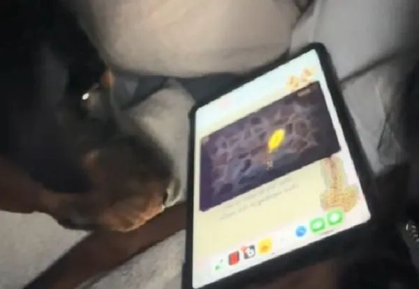 ▲杜賓犬迷上「玩平板」用嘴戳發光小球　還要媽幫還要媽幫忙跳過廣告。（圖／翻攝自TikTok／@socialeditbybritt）