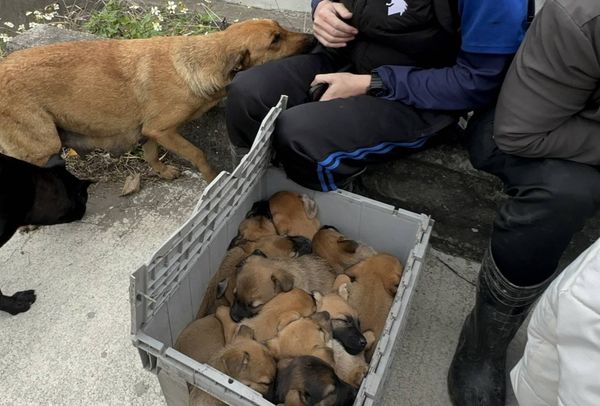 ▲塑膠工廠火警，移工冒死衝火場救母狗及12隻幼犬。（圖／民眾提供）