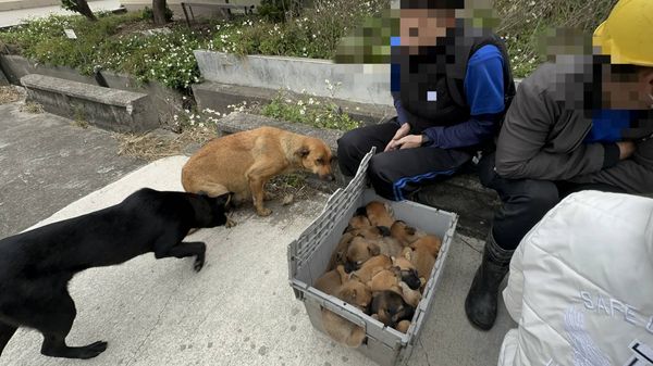 ▲塑膠工廠火警，移工冒死衝火場救母狗及12隻幼犬。（圖／民眾提供）