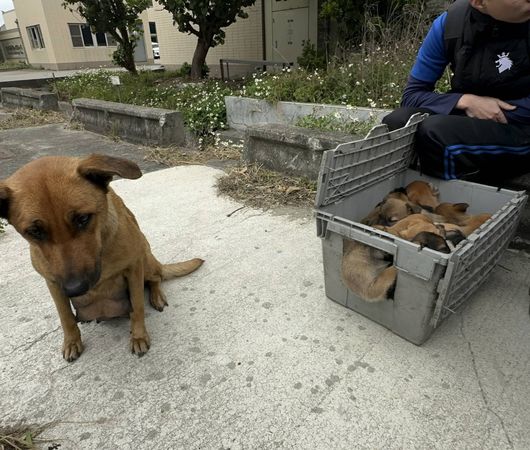 ▲塑膠工廠火警，移工冒死衝火場救母狗及12隻幼犬。（圖／民眾提供）