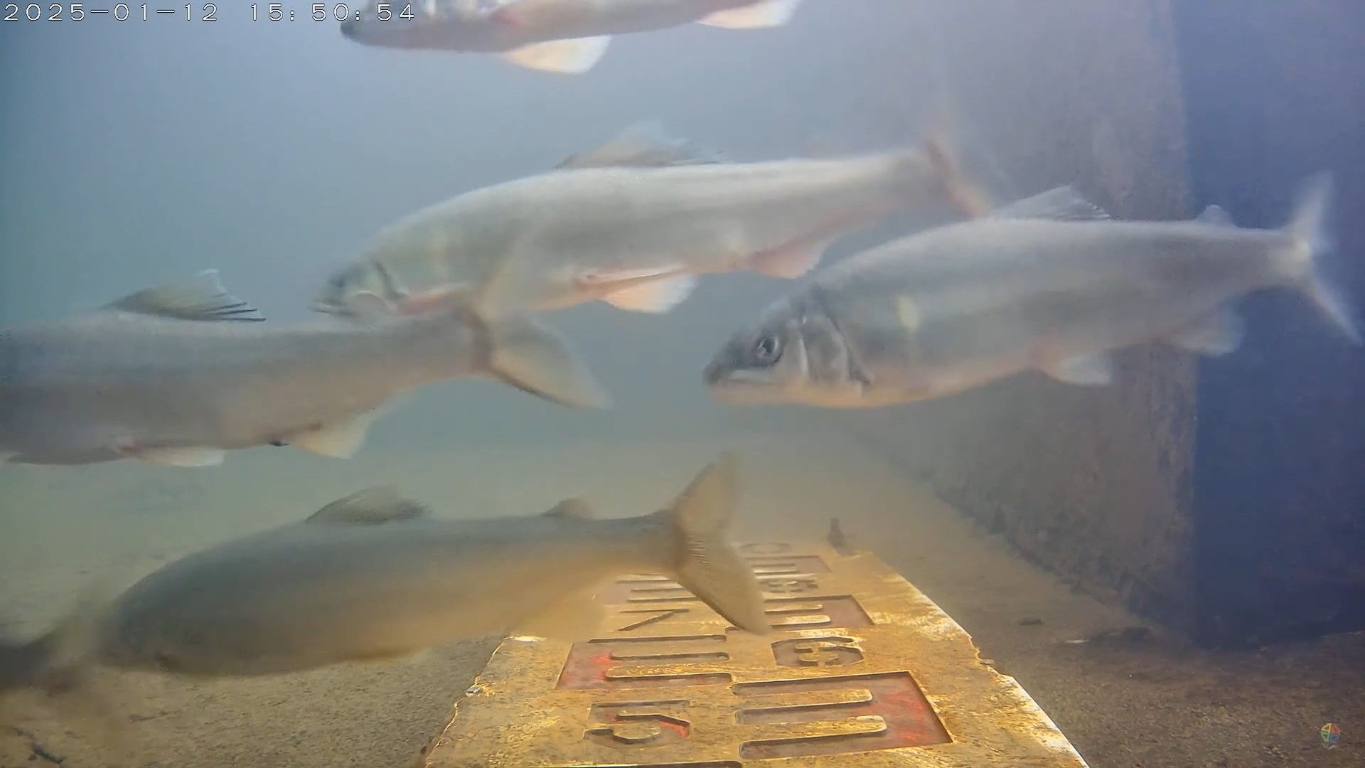 ▲碧潭堰啟用第2年 香魚與毛蟹重返新店溪。（圖／新北市水利局提供）