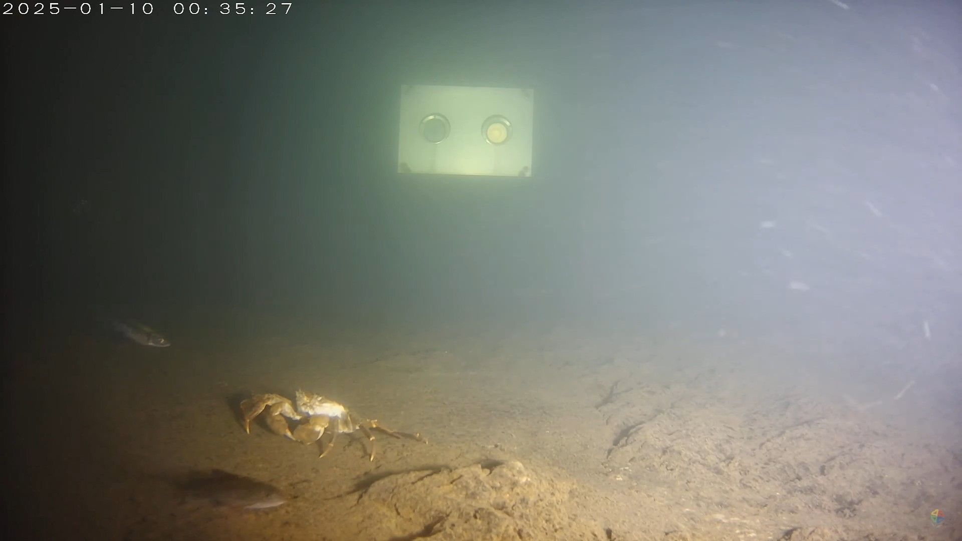 ▲碧潭堰啟用第2年 香魚與毛蟹重返新店溪。（圖／新北市水利局提供）