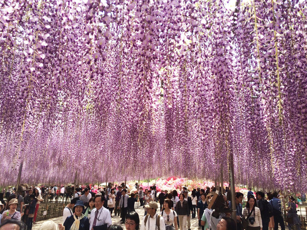 ▲▼ 日本,花海,足利花卉公園,紫藤,粉蝶花,七逗旅遊網,鳳凰旅遊。（圖／鳳凰旅遊提供）