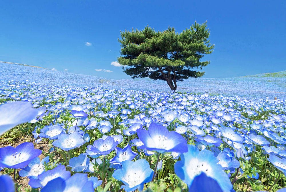 ▲▼ 日本,花海,足利花卉公園,紫藤,粉蝶花,七逗旅遊網,鳳凰旅遊。（圖／鳳凰旅遊提供）