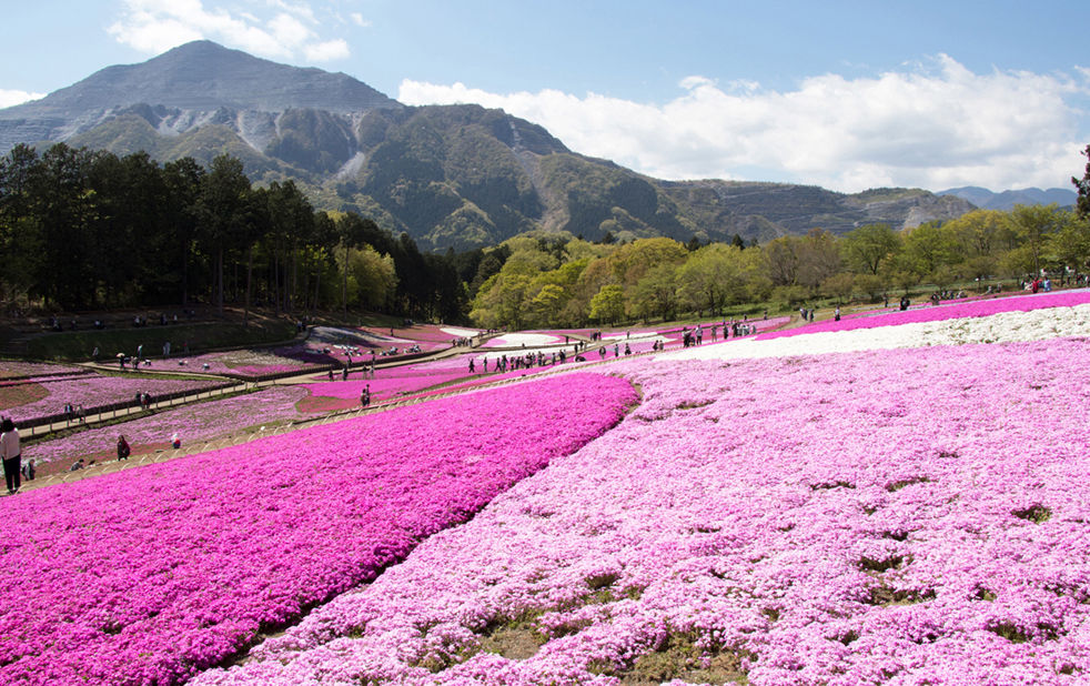 ▲▼ 日本,花海,足利花卉公園,紫藤,粉蝶花,七逗旅遊網,鳳凰旅遊。（圖／鳳凰旅遊提供）