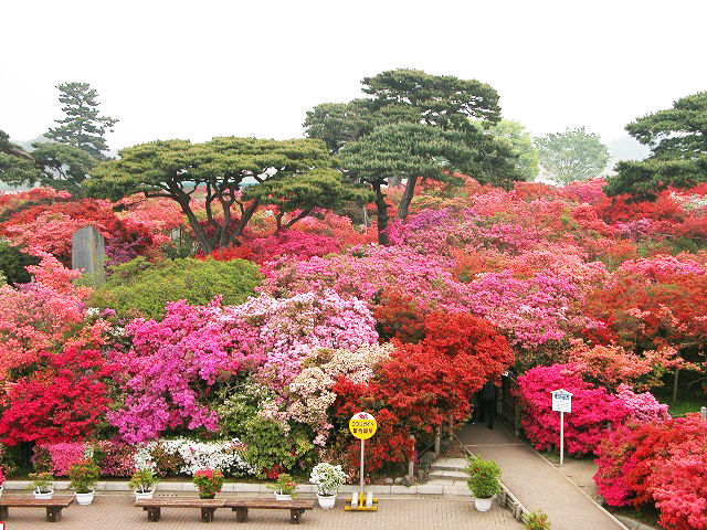 ▲▼ 日本,花海,足利花卉公園,紫藤,粉蝶花,七逗旅遊網,鳳凰旅遊。（圖／鳳凰旅遊提供）