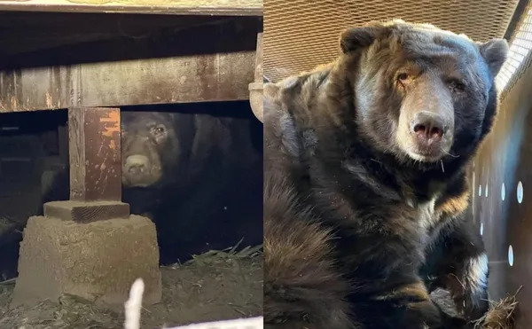 驚險逃洛杉磯野火　倖存男返家發現住宅被「238公斤大熊」霸佔。（圖／翻攝自California Department of Fish and Wildlife）