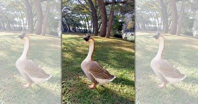 新竹公園明星動物「鵝寶」年後失蹤!居民憂:恐被抓去進補