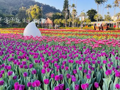 士林官邸鬱金香展2/13開跑!13萬株、8異國展區先看 最美花期曝