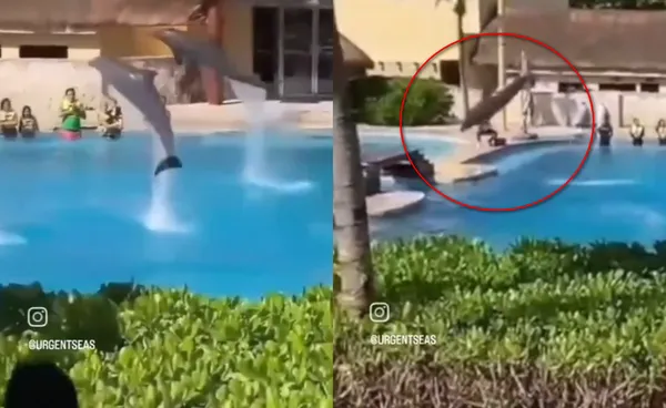 離大海只有幾公尺！海豚表演奮力躍出水面　「頭部撞地慘死」。（圖／翻攝自）