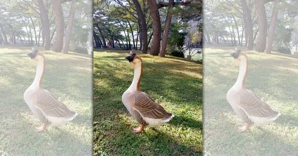 新竹市麗池公園相當受歡迎的灰鵝突然不見蹤影。（翻攝臉書社團「新竹爆料公社」）