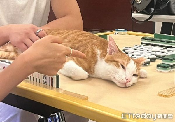 ▲過年貓皇「亂入牌桌」搶鏡　身上滿是麻將都趕不走。（圖／飼主子璇與IG@miji.kujiii提供，請勿隨意翻拍，以免侵權。）