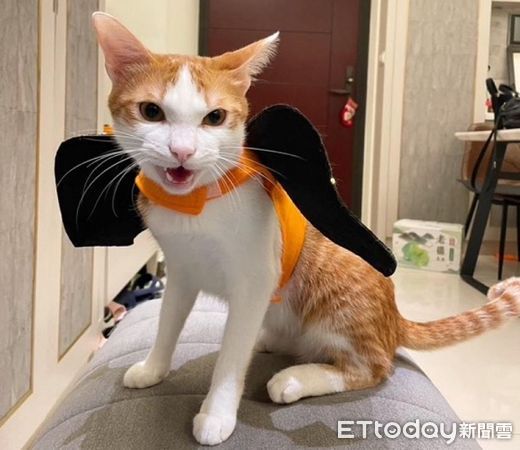 ▲過年貓皇「亂入牌桌」搶鏡　身上滿是麻將都趕不走。（圖／飼主子璇與IG@miji.kujiii提供，請勿隨意翻拍，以免侵權。）