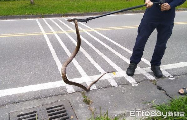▲死去王錦蛇肚裡剖出「三坨塑膠袋」　台灣專家首發表論文籲減塑。（圖／記者賈沐蓉攝）