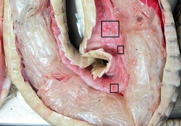▲死去王錦蛇肚裡剖出「三坨塑膠袋」　台灣專家首發表論文籲減塑。（圖／截自論文）