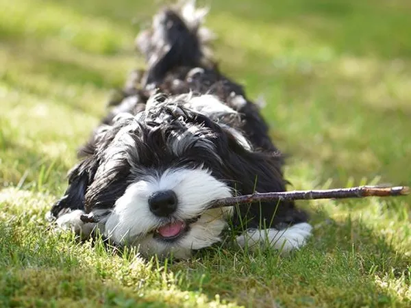 雪納瑞EG再生醫學治療。（圖／慈愛動物醫院提供）