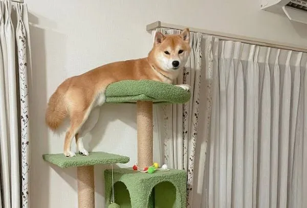 ▲笨柴衝跳台追貓「下不來」　嚶嚶叫呼救主人頭痛。（圖／翻攝自X／@okaka_0516）