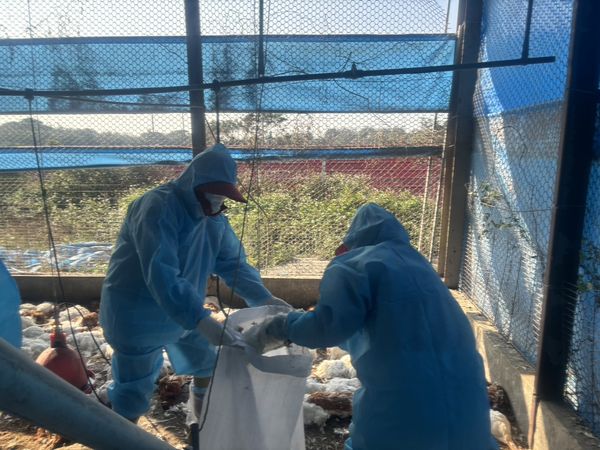 ▲彰化芳苑蛋中雞場感染禽流感撲殺3萬隻雞。（圖／動物防疫所提供）