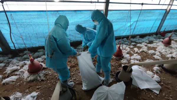▲彰化芳苑蛋中雞場感染禽流感撲殺3萬隻雞。（圖／動物防疫所提供）
