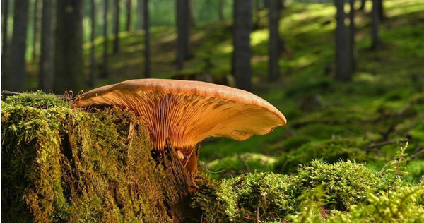 2025年3星座事業如魚得水、情場收穫甜蜜。（示意圖／pixabay）