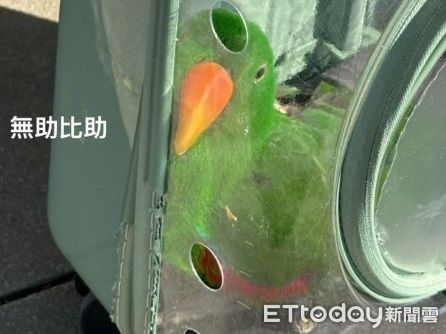▲不想出門！社恐鸚鵡「緊咬外出籠」耍賴　飼主在旁快氣炸。（圖／網友Lulu提供，請勿隨意翻拍，以免侵權。）