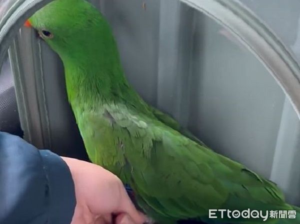 ▲不想出門！社恐鸚鵡「緊咬外出籠」耍賴　飼主在旁快氣炸。（圖／網友Lulu提供，請勿隨意翻拍，以免侵權。）