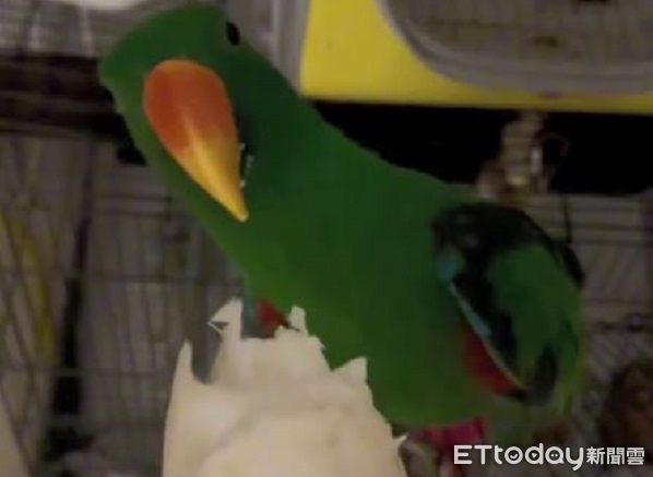 ▲不想出門！社恐鸚鵡「緊咬外出籠」耍賴　飼主在旁快氣炸。（圖／網友Lulu提供，請勿隨意翻拍，以免侵權。）