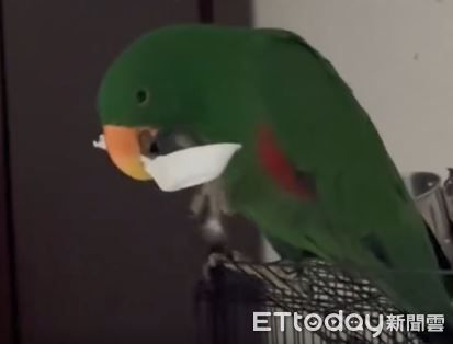 ▲不想出門！社恐鸚鵡「緊咬外出籠」耍賴　飼主在旁快氣炸。（圖／網友Lulu提供，請勿隨意翻拍，以免侵權。）
