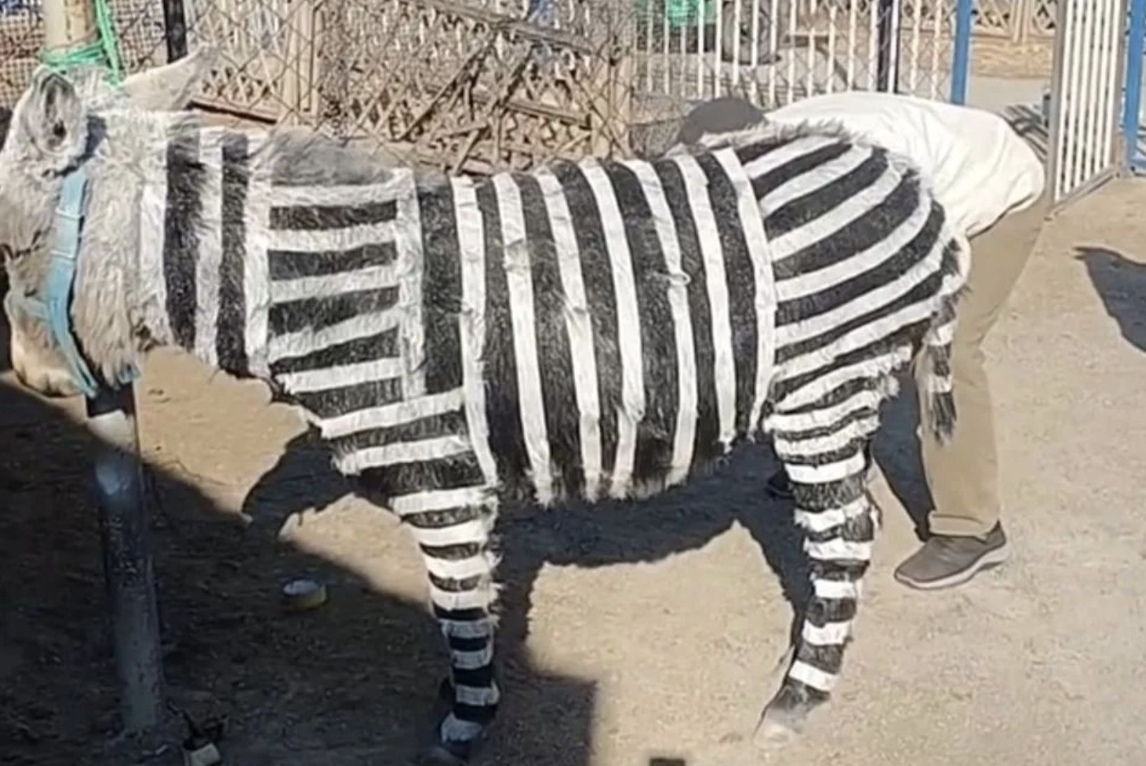 ▲山東淄博一間遊樂園把驢畫成斑馬，引起網友熱議。（圖／翻攝大皖新聞）