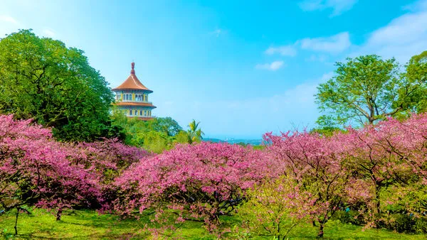 ▲福容大飯店,天元宮三色櫻,淡水福容溫泉大眾池。（圖／福容大飯店提供）