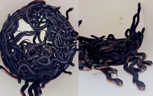 母蛇聚集產卵！男在後院發現102條赤腹伊澳蛇　萬頭攢動畫面曝。（圖／翻攝自Facebook／Reptile Relocation Sydney）