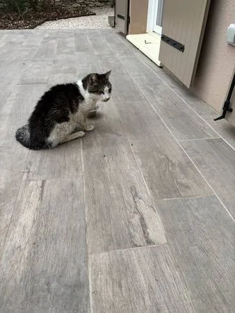 20歲老貓走失15年，最後與奴才一擁辭世。（圖／翻攝自Ecole des Chat Libres Pertuisiens）