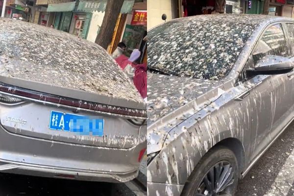 ▲▼他的車停在一處戶外停車格3天後，竟被鳥糞覆蓋得幾乎認不出來。（圖／翻攝自微博）