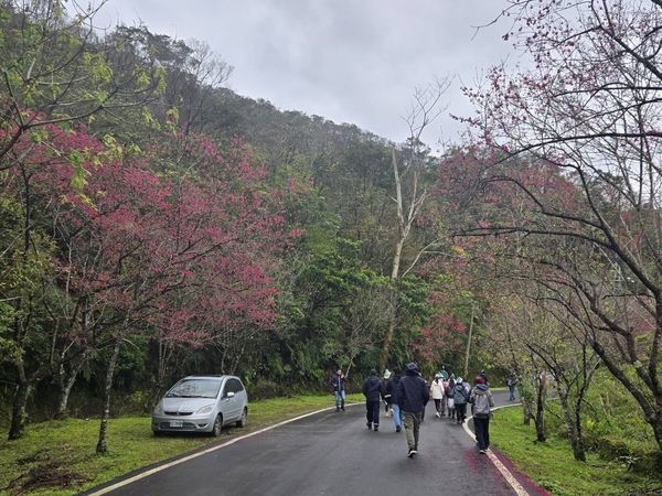 ▲石碇區二格道路、北47線及47-1線沿途山櫻花樹已悄悄換上紅粉新裝，目前花況約5成。（圖／新北市景觀處提供）