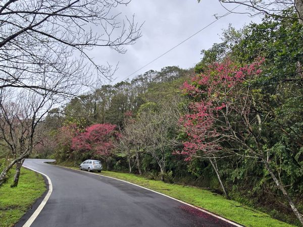 ▲石碇區二格道路、北47線及47-1線沿途山櫻花樹已悄悄換上紅粉新裝，目前花況約5成。（圖／新北市景觀處提供）